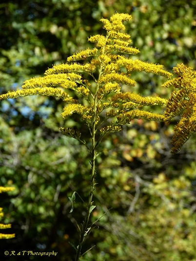 {Solidago altissima}